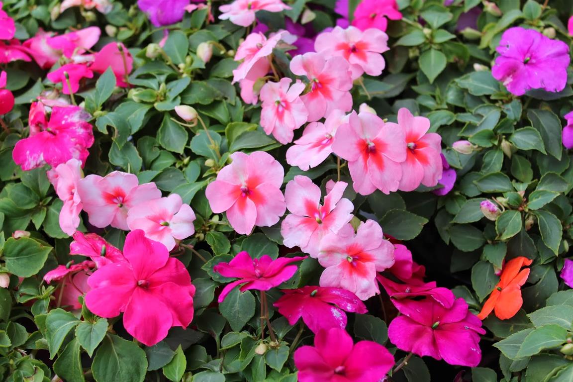 Impatiens-Walleriana