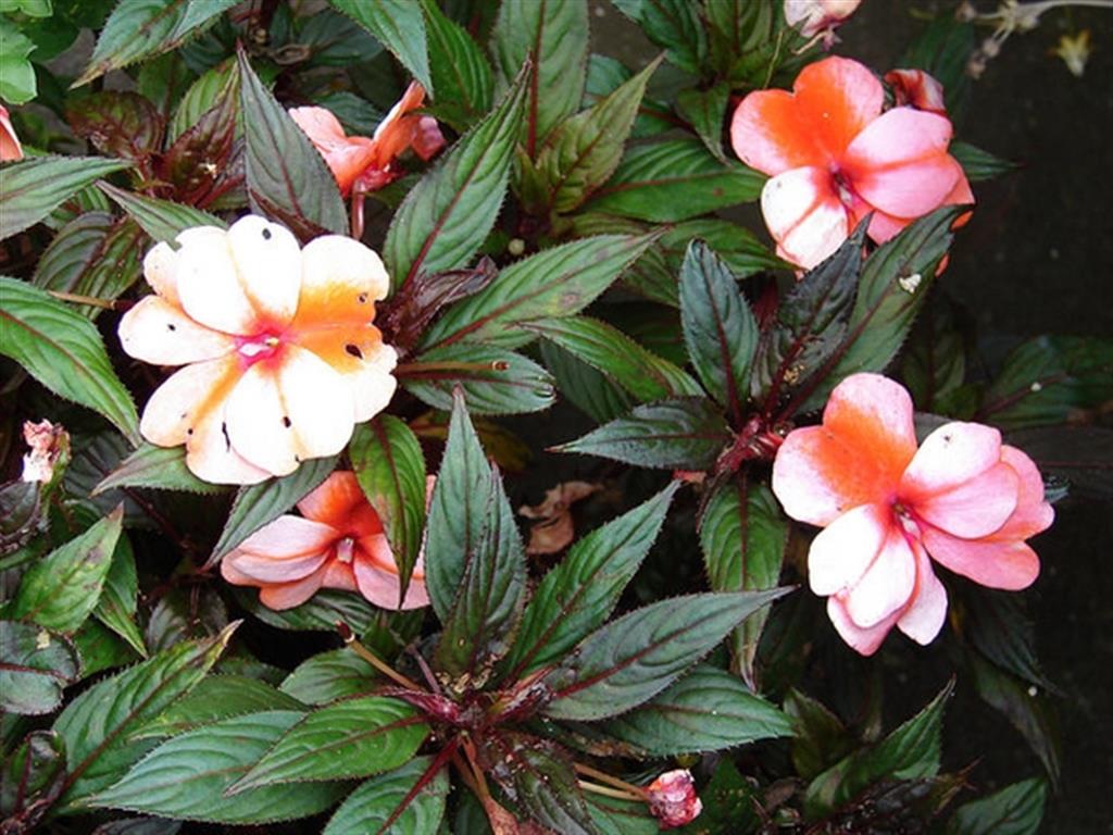 Impatiens hawkeri 