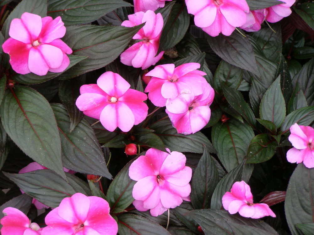 Impatiens hawkeri3