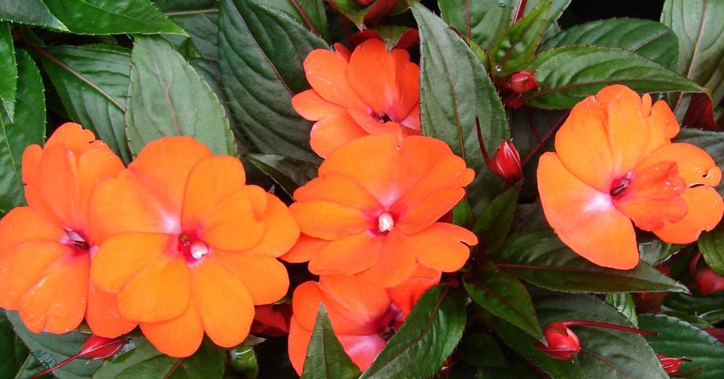 Impatiens hawkeri_55