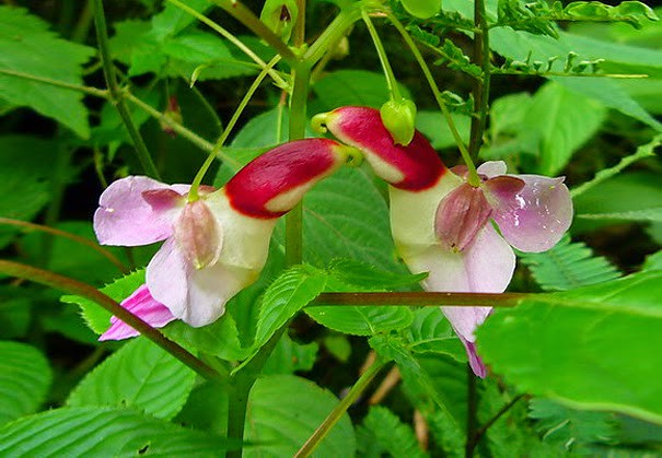 Impatiens psittacina 3