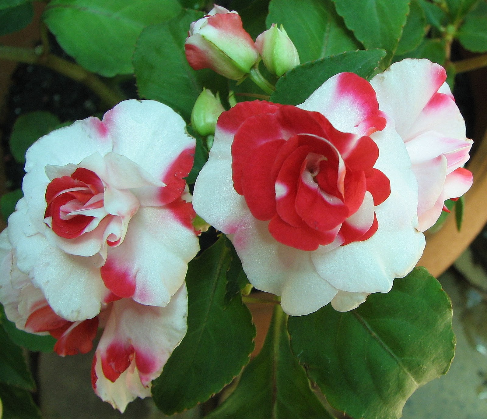 Impatiens walleriana hybrid 2