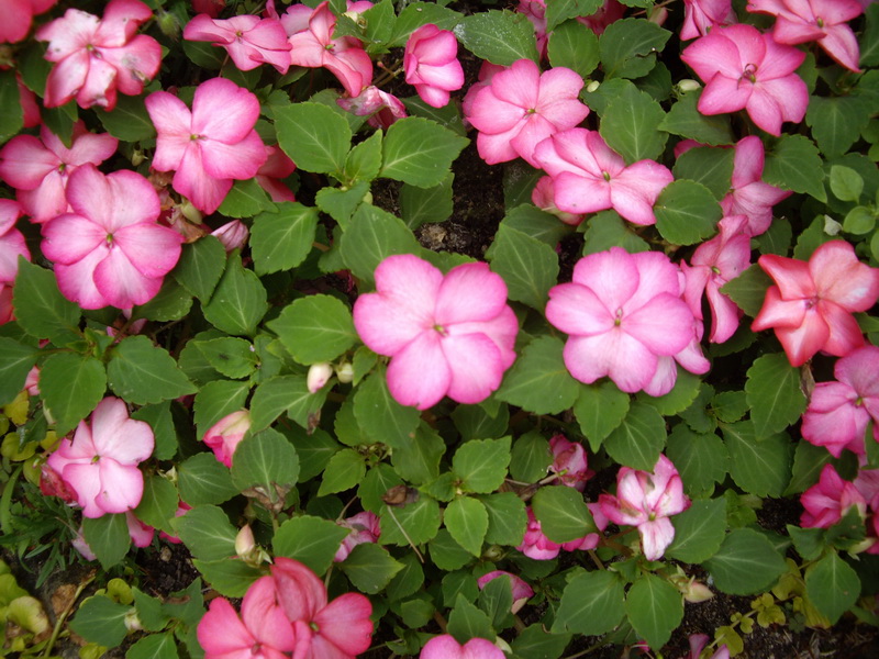 Impatiens walleriana var. nana