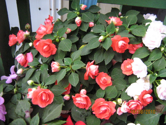 Impatiens walleriana