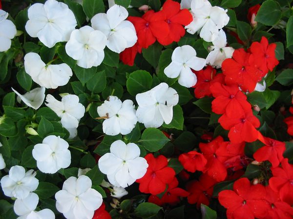 Impatiens_