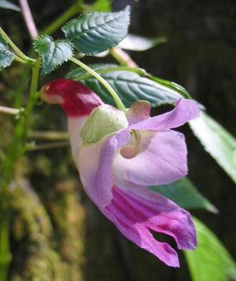 Impatiens_Psittacina-