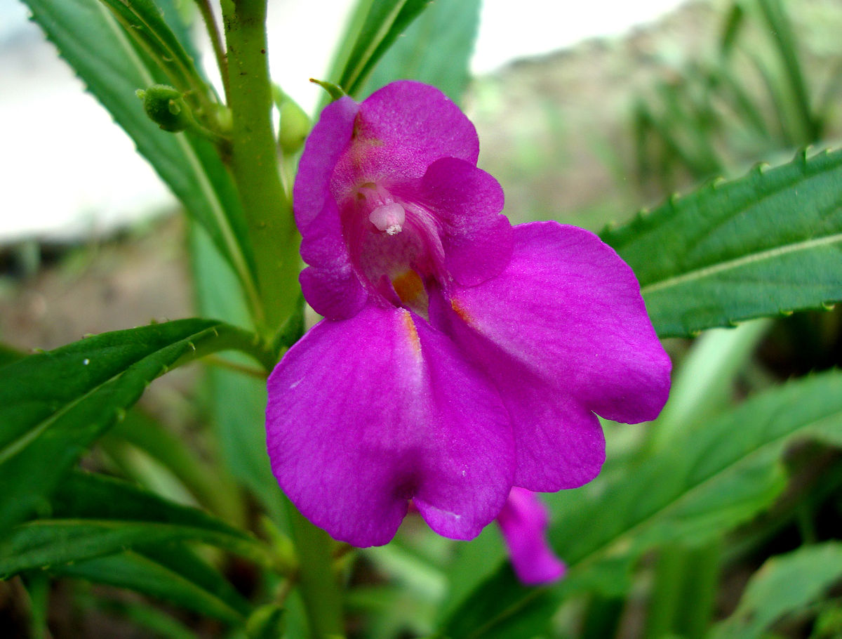 Impatiens_balsamina_28