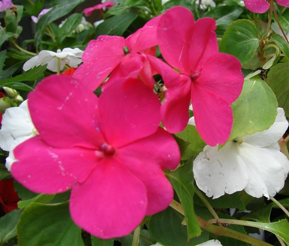 Impatiens_walleriana