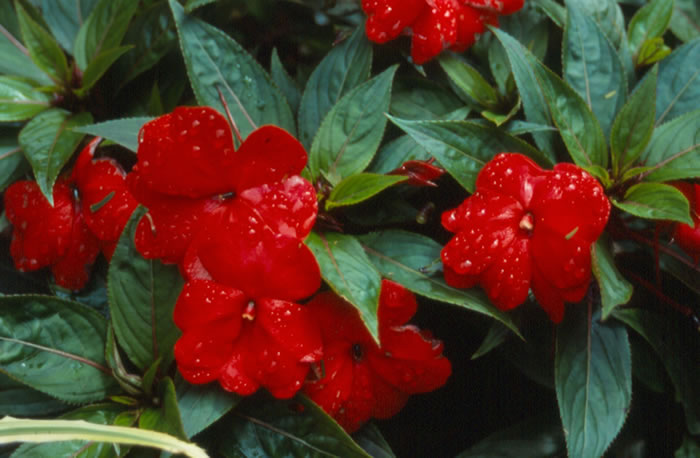 Impatiens_walleriana