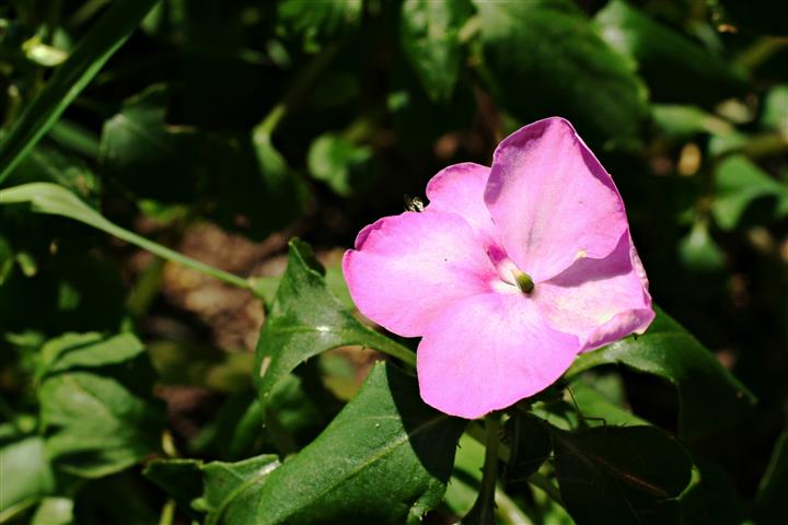 Como cuidar da flor Impatiens - PlantaSonya - O seu blog sobre cultivo de  plantas e flores