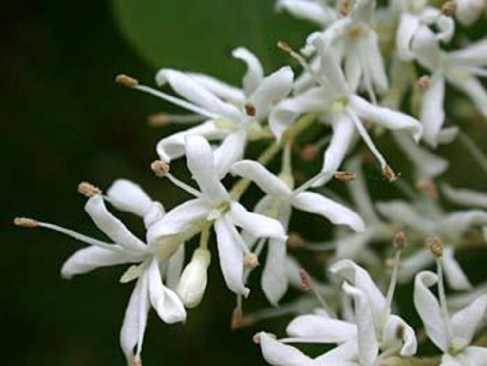 Inflorescência Ligustrum