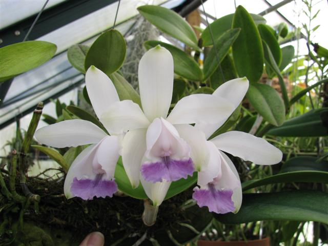 Cattleya Intermedia Coeruela