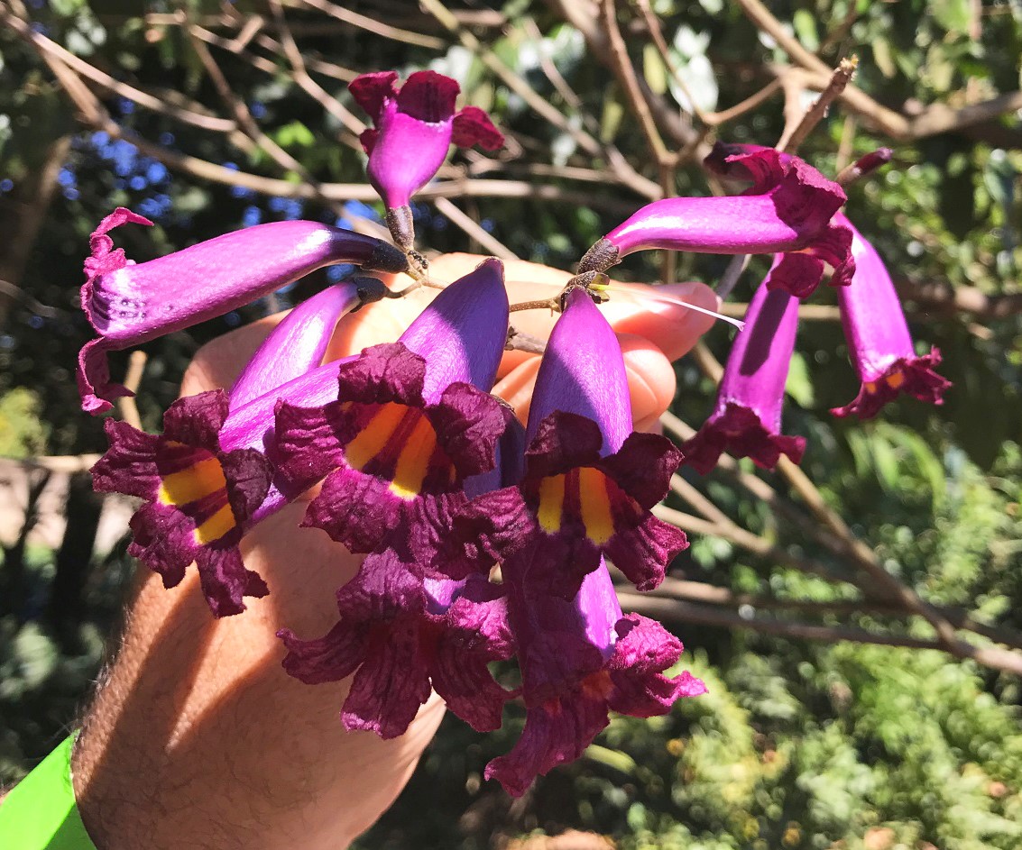  tabebuia gemmiflora 