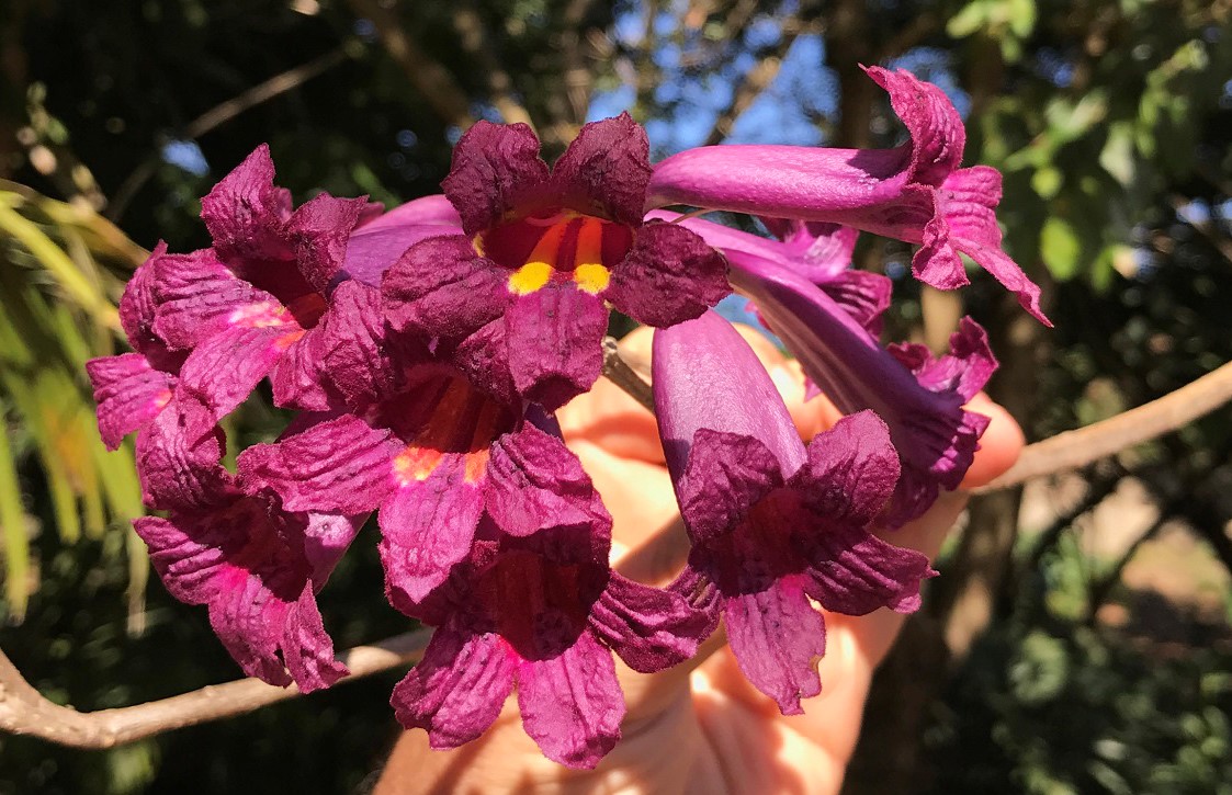 Ipe purpura tabebuia gemmiflora 