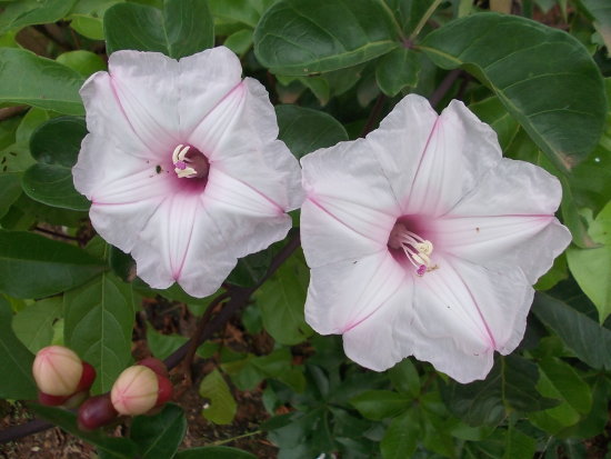 Ipomoea horsfalliae pink