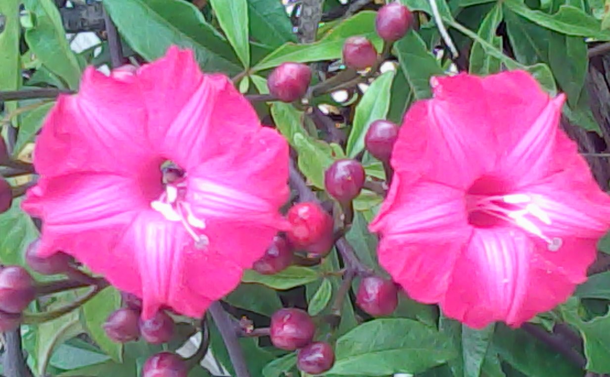 Ipomoea horsfalliae