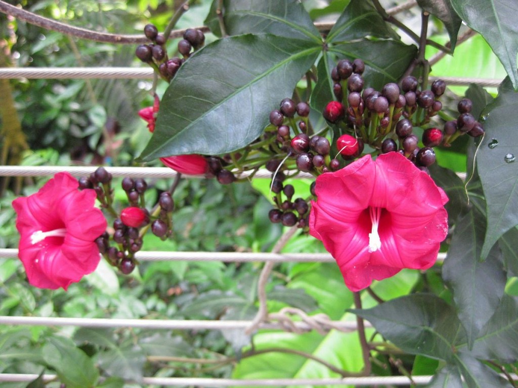 Ipomoea horsfalliae