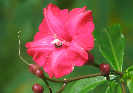 Ipomoea horsfalliae1