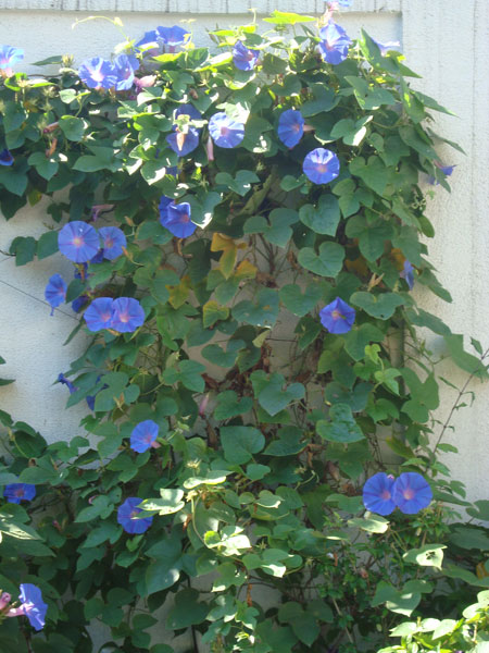 Ipomoea purpurea