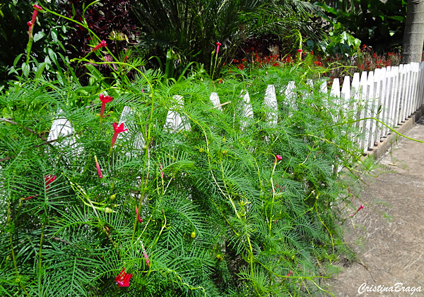 Ipomoea quamoclit