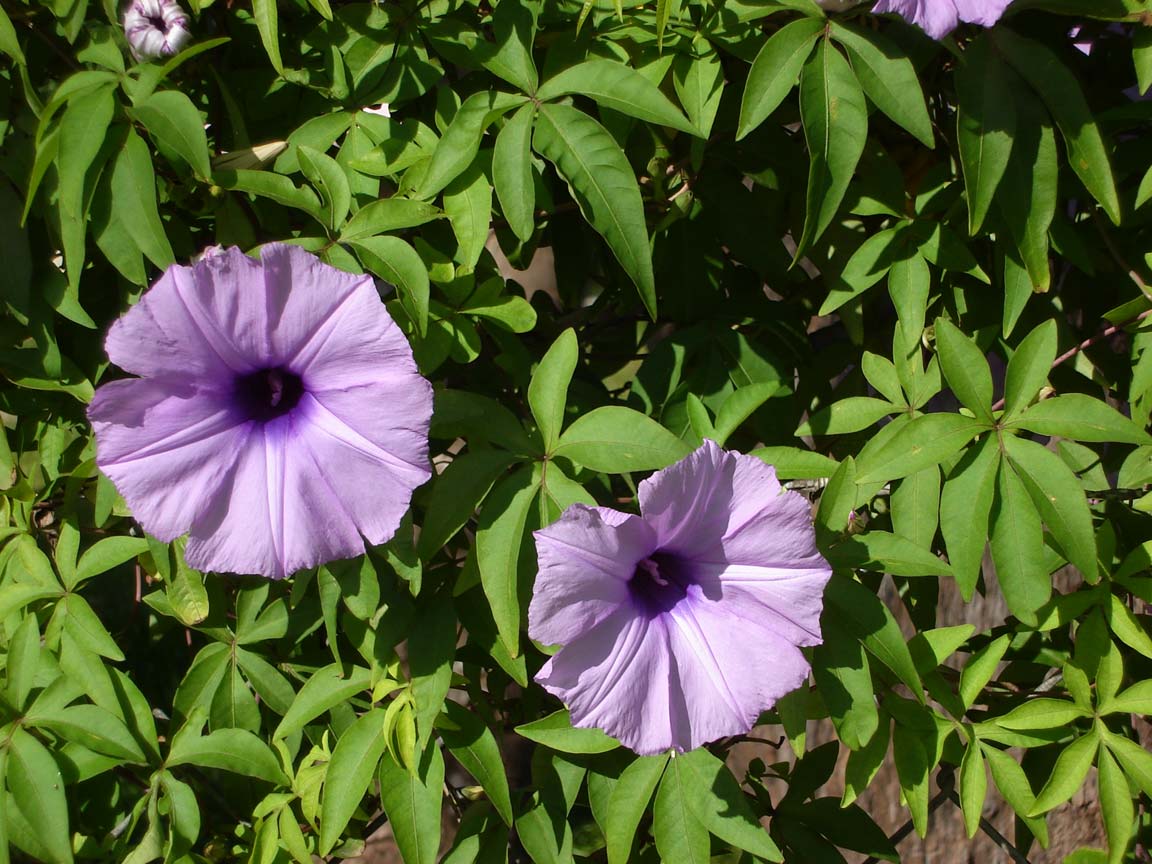 Ipomoea_cairica