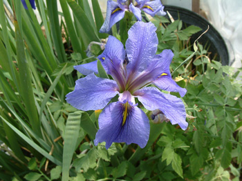 Iris-Louisiana