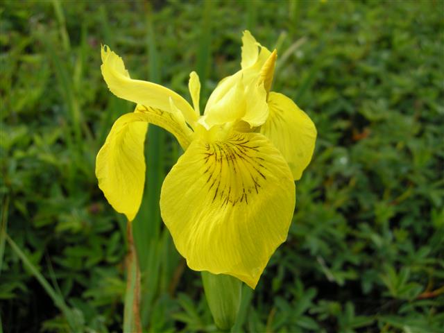 Iris pseudacorus 