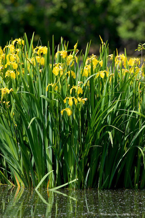 Tall Yellow Iris  700467