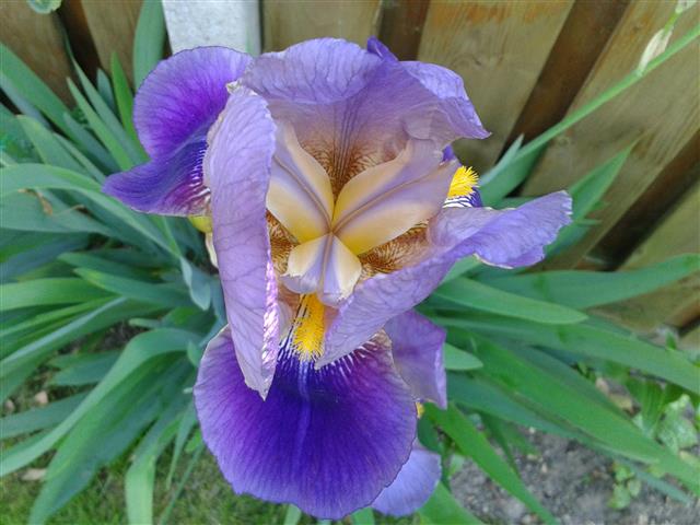 Iris_Germanica