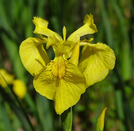 Iris_pseudacorus_flower