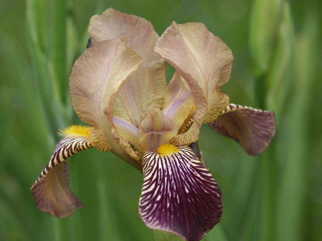 Iris_squalens_