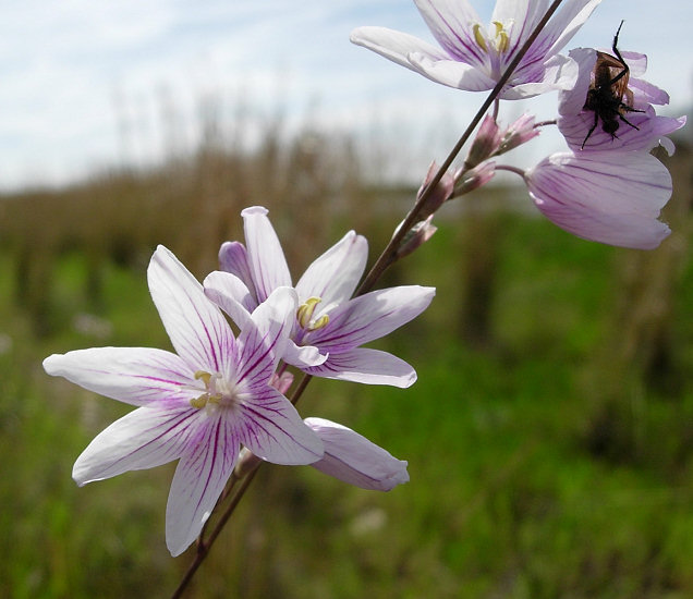 Ixia_flexuosa