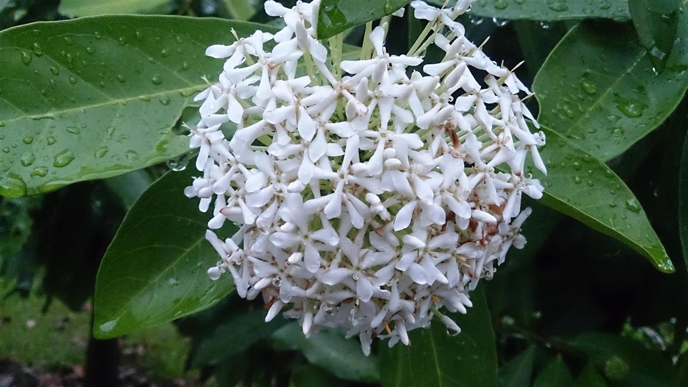 Ixora alba 