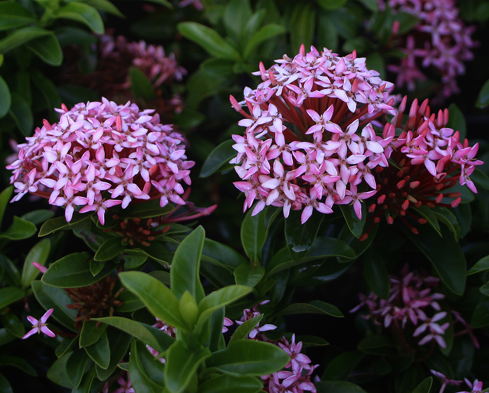 Ixora-coccinea-pink