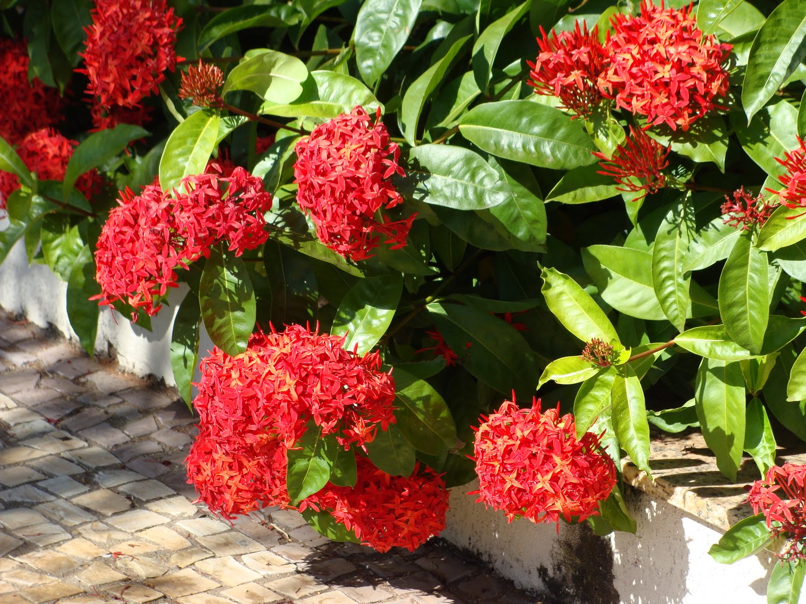 Ixora-rei - Ixora macrothyrsa