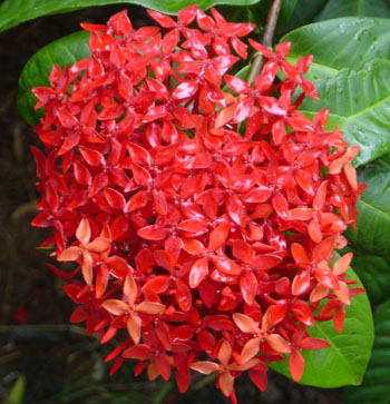 Ixora