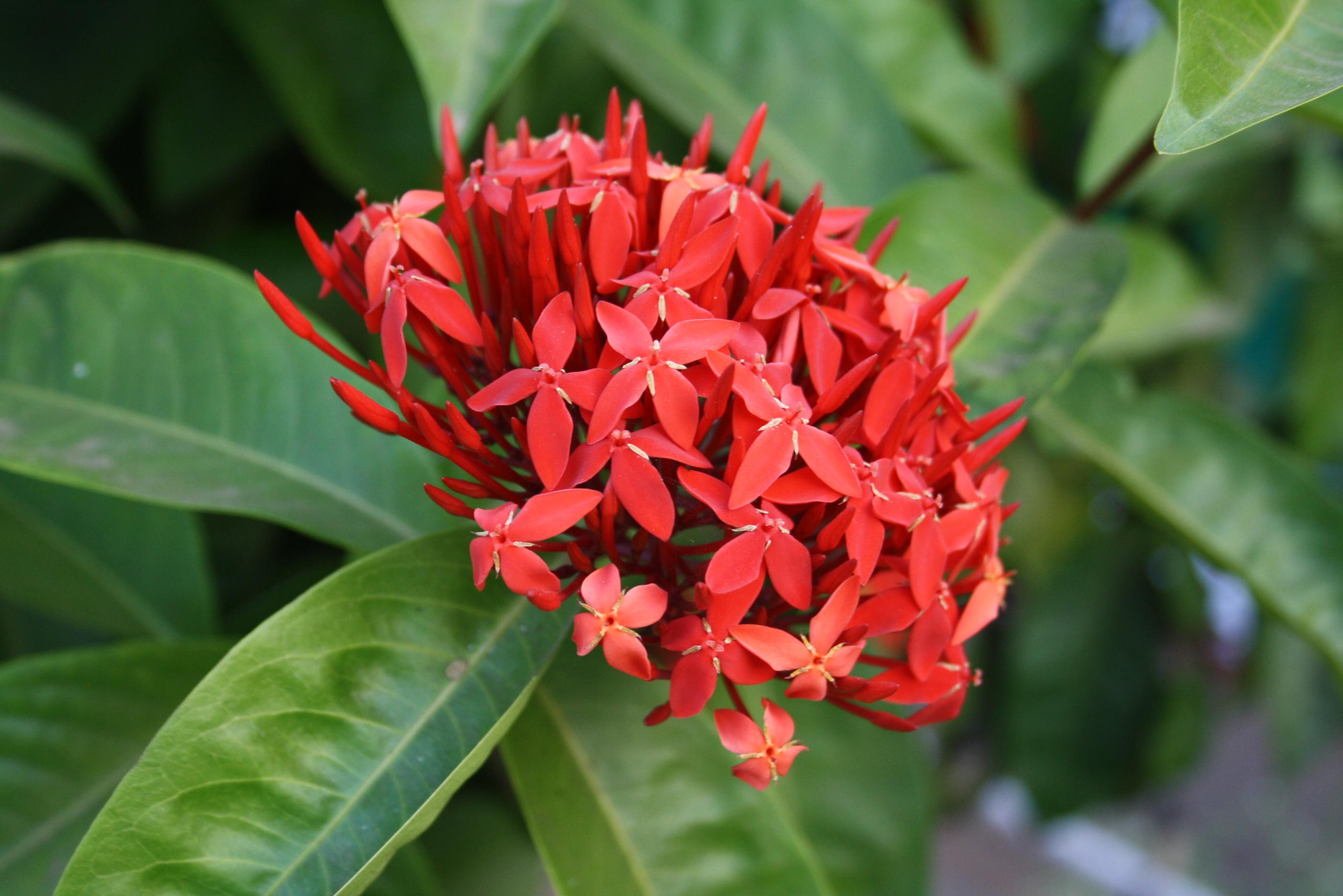 Ixora_Coccinea