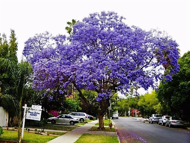 Jacaranda Mimosaefolia