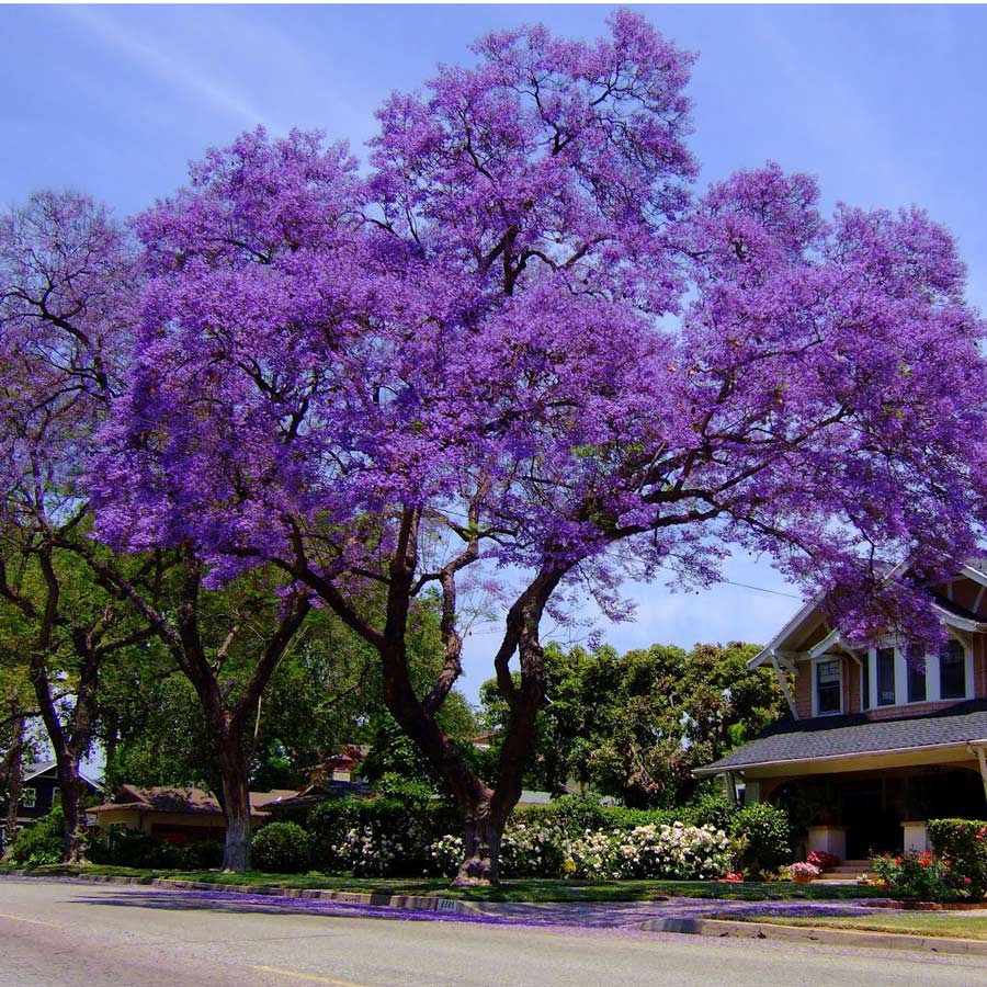 Jacaranda mimosaefolia