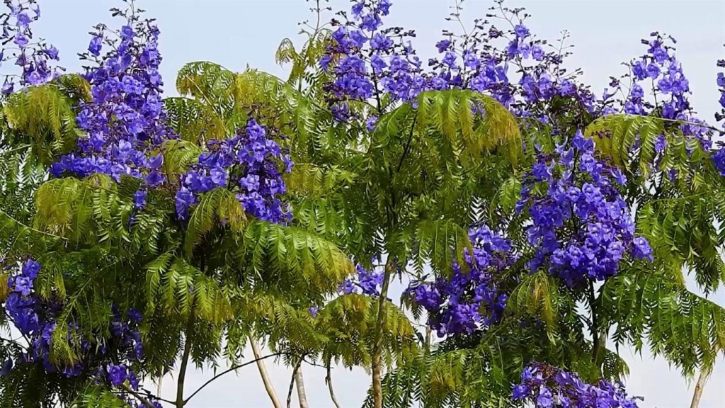 Jacaranda mimosifolia