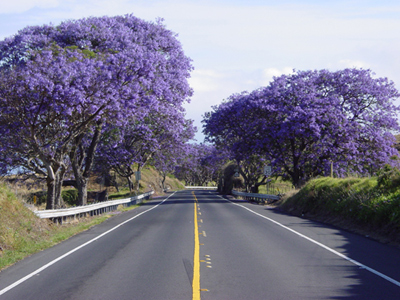 Jacaranda