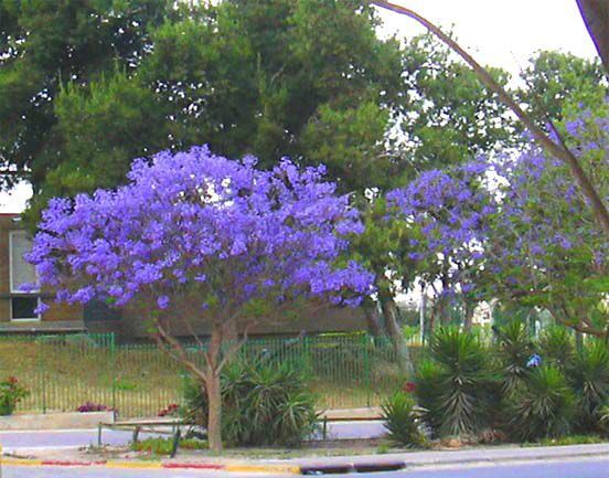 Jacarandá (Jacaranda mimosaefolia)