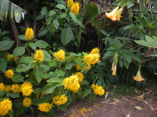 Jacobínia-amarela