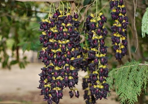 Jade (Mucuna-sempervirens)