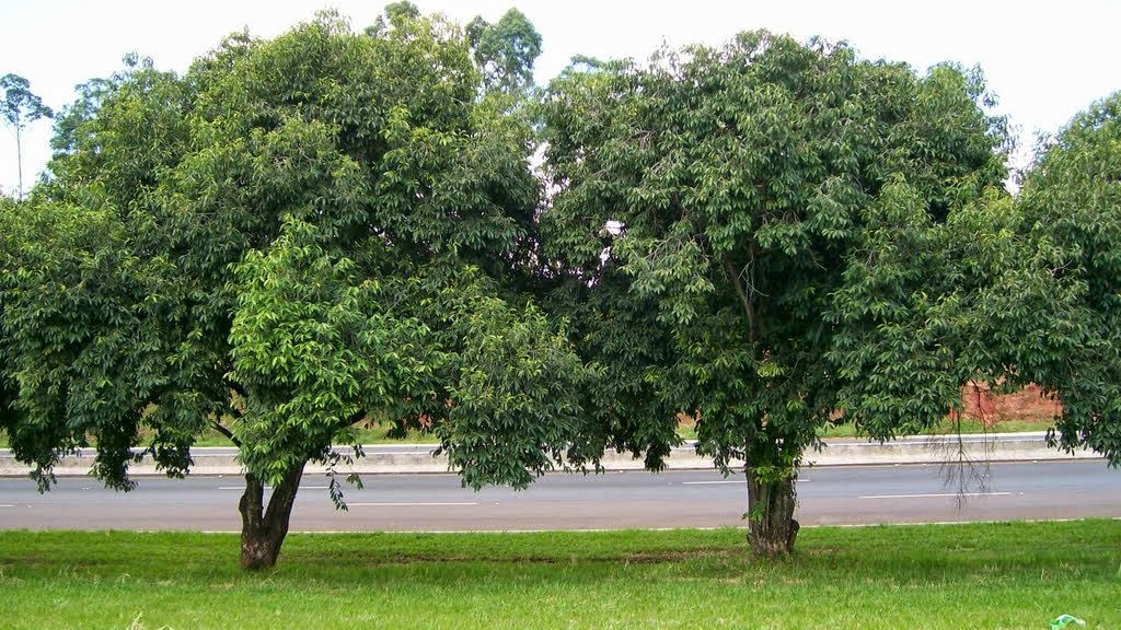 Jambolão – Syzygium jambolanum