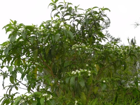 Jasmim Cata-vento (Tabernaemontana catharinensis)