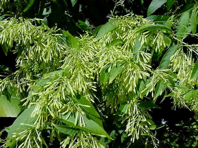 Jasmim-da-noite (Cestrum nocturnum)