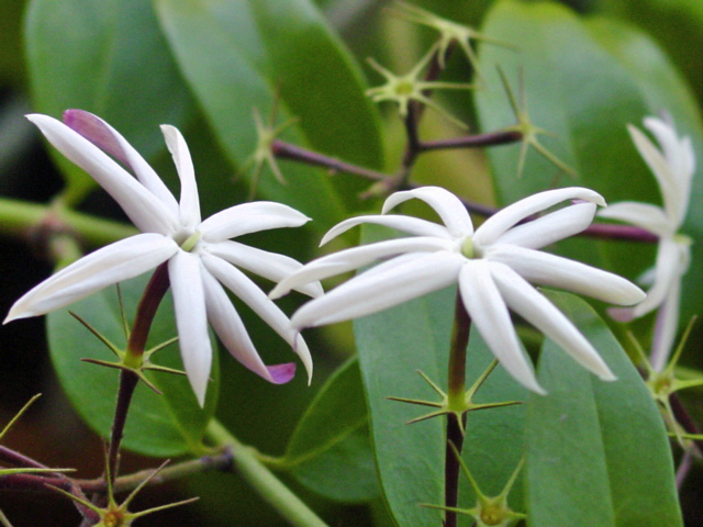 Jasmim-estrela (Jasminum_nitidum)