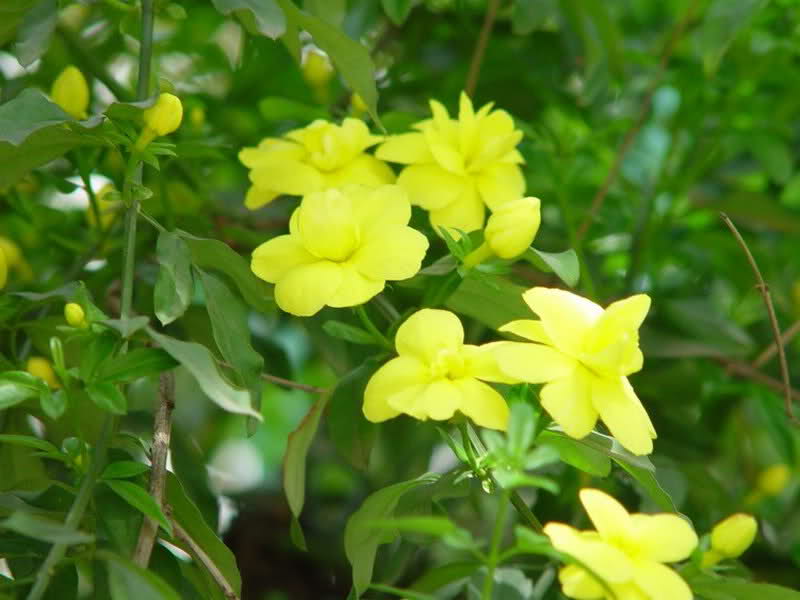 Jasminum-Mesnyi-2