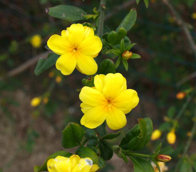 Jasminum mesnyi